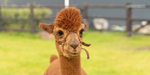 Fototapeta premium A brown Alpaca head, in panorama. In a green field with flowers. Wooden fence. Selective focus on the white alpaca's head. Long cover, web banner