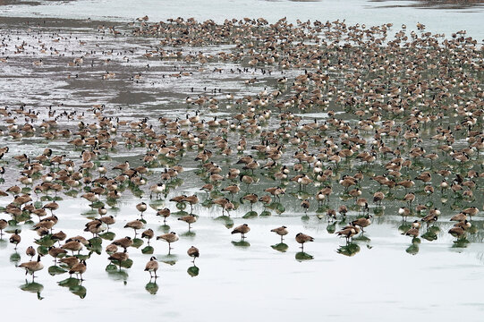 Large Flock Of Wild Canadian Geese On Frozen Wyandotte County Lake