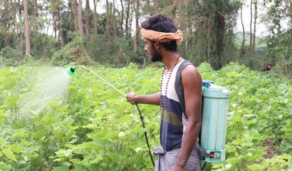 Scene of a young man spraying pesticide on the leaves of a cotton plant.