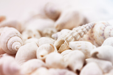 background of small seashells close-up