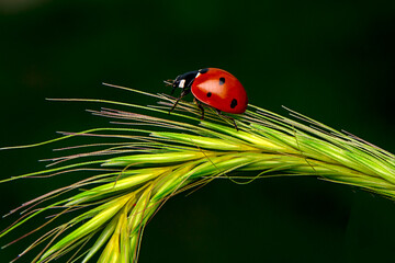 Beautiful ladybug on leaf defocused background
