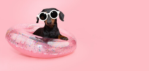 Funny dachshund puppy dog summer on vacations inside of an inflatable ring. Isolated on pink coral background