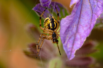 Beautiful spider on a spider web 