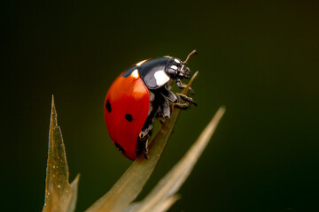 Beautiful ladybug on leaf defocused background