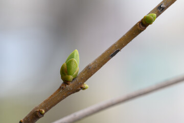 spring with a branch of lilac with budding buds and green small leaves in the city in spring macro