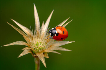 Beautiful ladybug on leaf defocused background