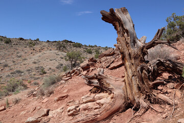 Closeup shot of an old dead tree in an arid land