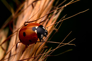 Beautiful ladybug on leaf defocused background