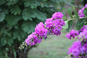 Closeup shot of blooming Violet butterfly bush