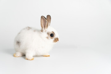 Adorable newborn baby rabbit bunnies looking at camera while sitting over isolated white background. Fluffy white brown bunny easter rabbit sitting on white background. Easter bunny animal concept.