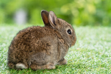 Adorable fluffy baby bunny rabbit sitting alone on green grass over natural background.  Back side...