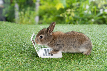 Newborn tiny brown bunny with small laptop sitting on the green grass. Lovely baby rabbit looking at notebook sceen on lawn natural background. Easter fluffy rodent concept.