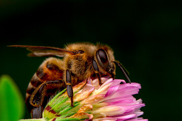 Close Up  beautiful  Bee macro in green nature 