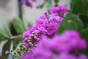 Closeup shot of blooming Violet butterfly bush