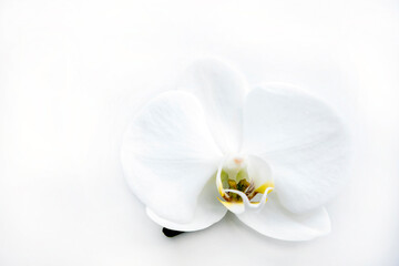 White orchid flower on a white table.