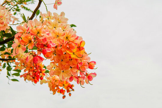 Cassia fistula x Cassia bakeriana, pink-yellow bouquet in white background with copy space.