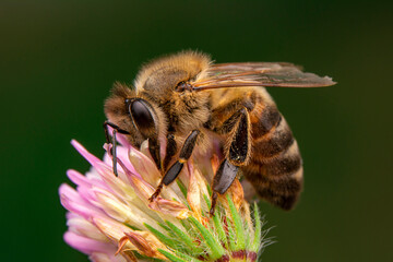 Close Up  beautiful  Bee macro in green nature 