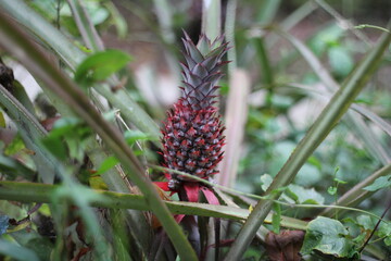 Unripe red pineapple in the pineapple garden
