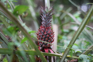 Unripe red pineapple in the pineapple garden