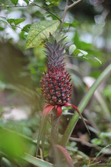 Unripe red pineapple in the pineapple garden