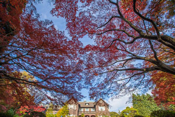 東京都　旧古河庭園の紅葉