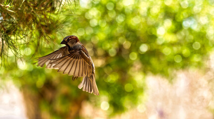 Male House Sparrow inflight with wings spread on a beautiful green bokeh background.