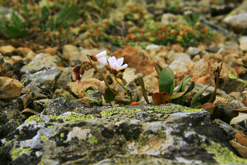Two wild white flowers grow on gray stones with green lichen in the Altai mountains, yellow stones and other plants are visible in the distance, blurred background, summer, sunny, close-up