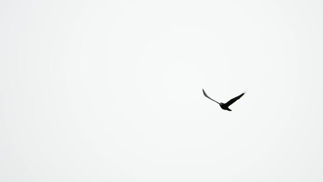 Bird raven flying against cloudy sky in slow motion. Burd currents of wind. Big crow soaring over the Mediterranean sea. Greece. Slow motion. 4K 100 fps
