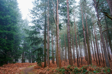 Looking in to misty woodland 