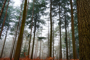 Looking in to misty woodland 