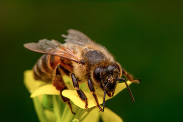 Close Up  beautiful  Bee macro in green nature 