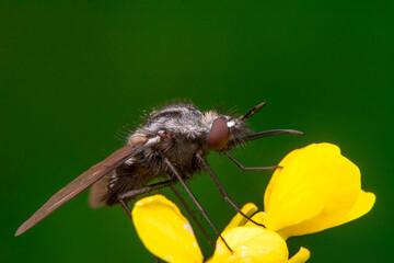 Macro shots, Beautiful nature scene. Closeup beautiful Housefly sitting on the flower in a summer garden.