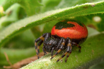 Beautiful spider on a spider web 