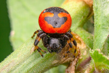Beautiful spider on a spider web 