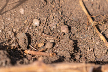 Top view of earth-colored grasshopper camouflaged in sand, with selective focus.
