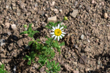 Top view of single daisy with white petals in sand.