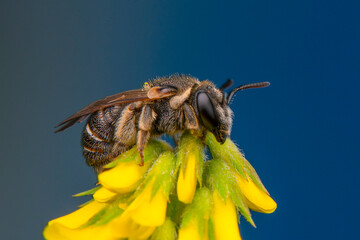 Close Up  beautiful  Bee macro in green nature 