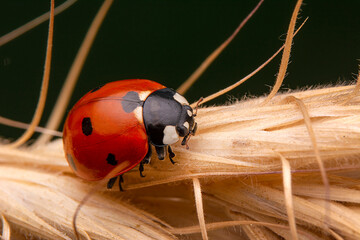 Beautiful ladybug on leaf defocused background