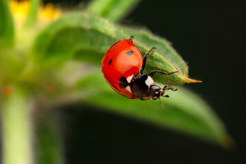 Beautiful ladybug on leaf defocused background