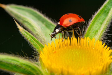 Beautiful ladybug on leaf defocused background