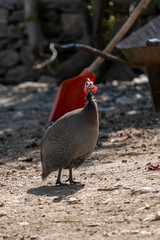 Full length view of Persian Chicken with selective focus.