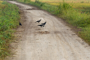Group of crows on the muddy road