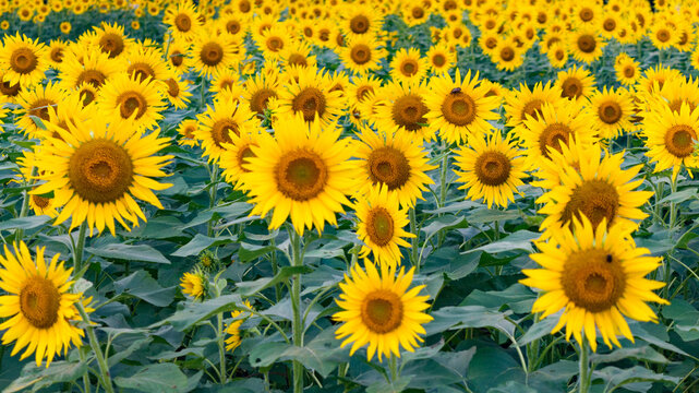 満開のひまわり畑、真夏の向日葵、元気パワーがでる暑いイメージ、背景素材、Sunflower field in full bloom, sunflower in midsummer, hot image with energetic power, background material,
