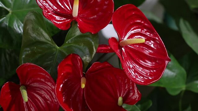 Anthurium flowers close-up in a flower shop