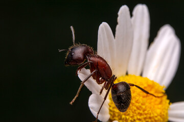 Beautiful Strong jaws of red ant close-up