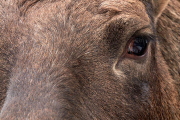 Fototapeta premium Moose in the reserve in winter. Moose eye. Closeup.