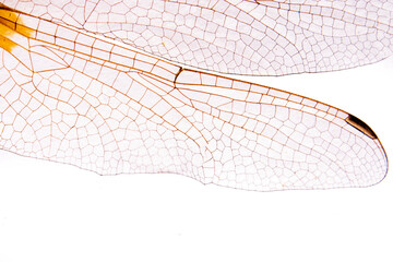 Extreme macro  shots, dragonfly wings detail. isolated on a white background. - obrazy, fototapety, plakaty