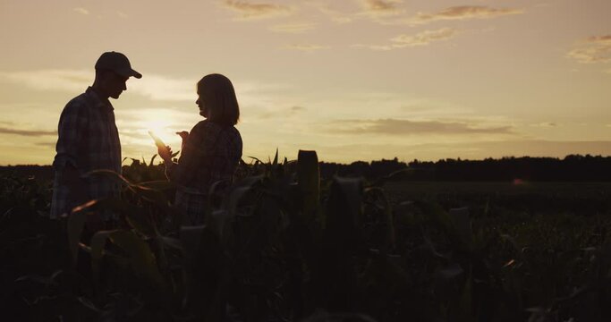 Two farmers in a field of corn. Communicate, use a tablet