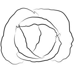 cabbage head contour lines drawn, drawing