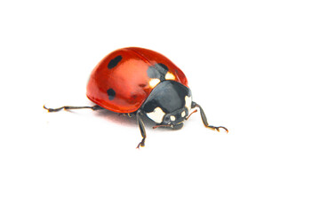 Beautiful ladybug on leaf defocused background